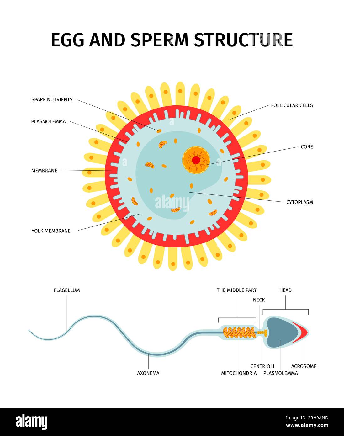 Composizione della struttura di cellule ovoculari e spermatozoi femminili con serie di viste anatomiche isolate e didascalie di testo illustrazione vettoriale Illustrazione Vettoriale