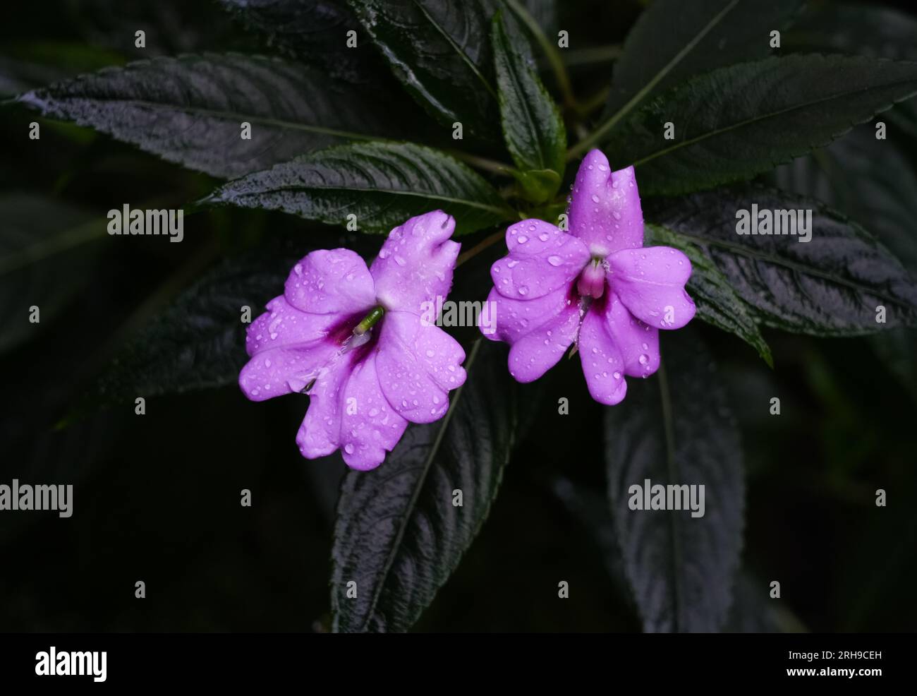 Fiore di platetypetala Impatiens. impianto di fioritura. Sfondo naturale scuro. Pianta perenne. Foto Stock