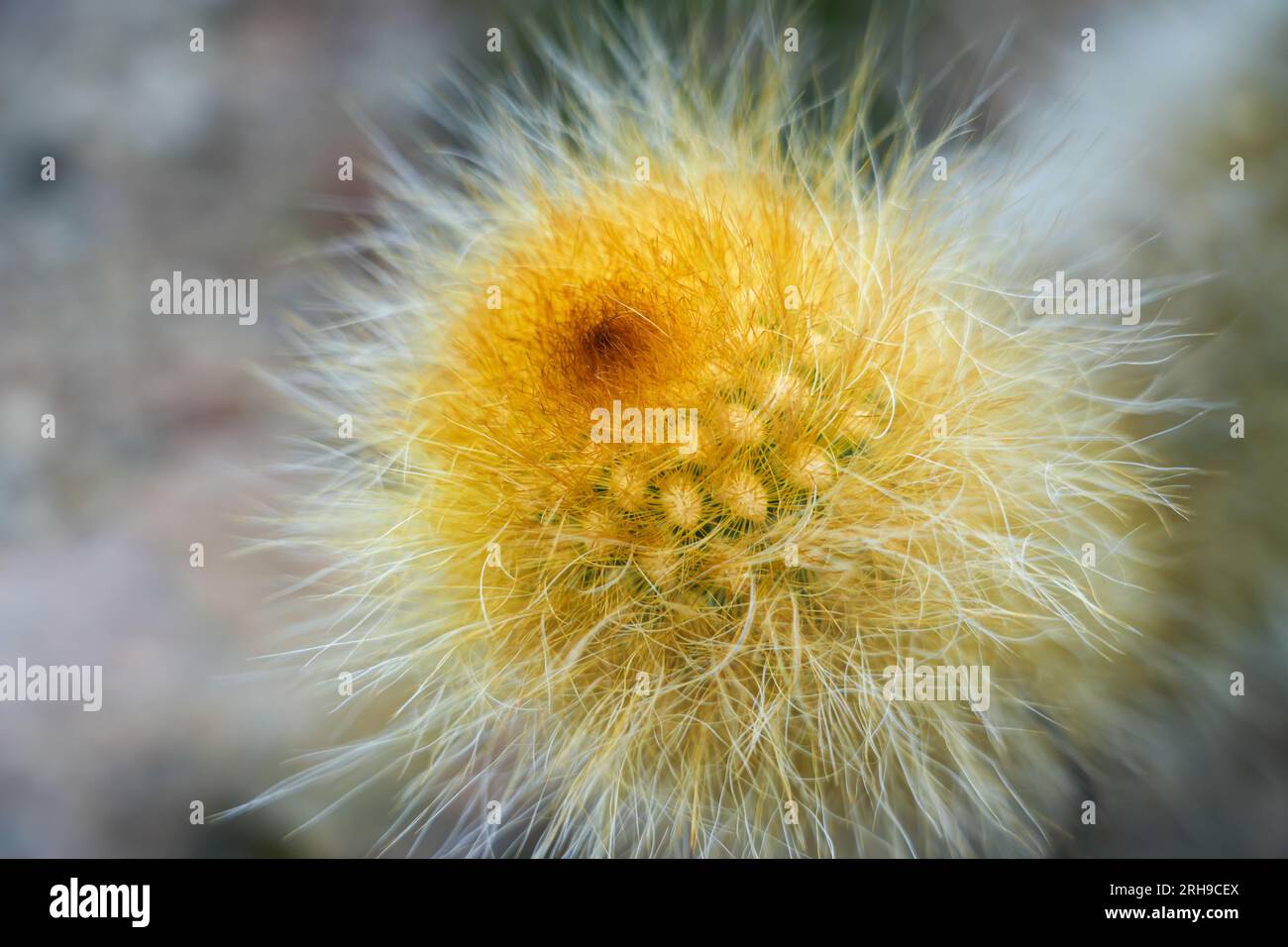 Primo piano del cactus verde con picchi. Sfondo di piante d'India. Foto Stock