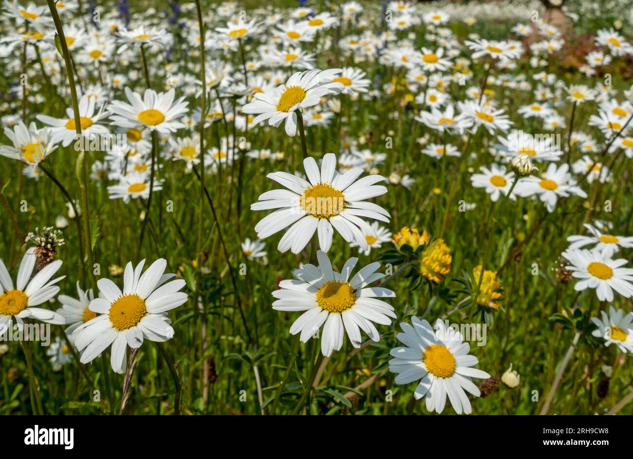 Primo piano delle asteraceae margherite bianche di bue fiori selvatici fiori selvatici fioriti in estate North Yorkshire Inghilterra Regno Unito Gran Bretagna Foto Stock