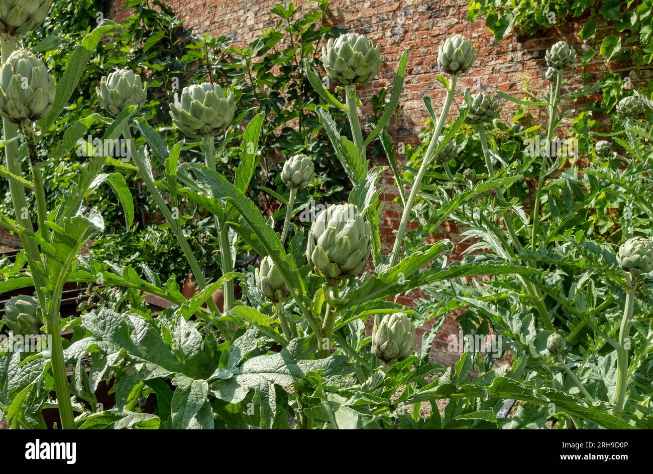 Primo piano dei cardoni cardoon globo carciofi che crescono in un orto in estate Inghilterra Regno Unito Regno Unito Gran Bretagna Foto Stock