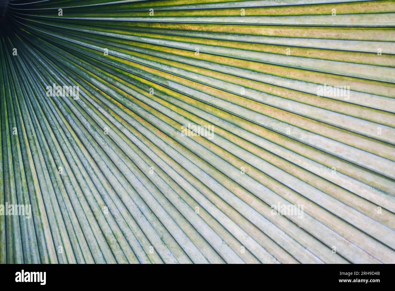 Primo piano di una foglia di palma di colore verde. Modello di sfondo e trama. Foto Stock