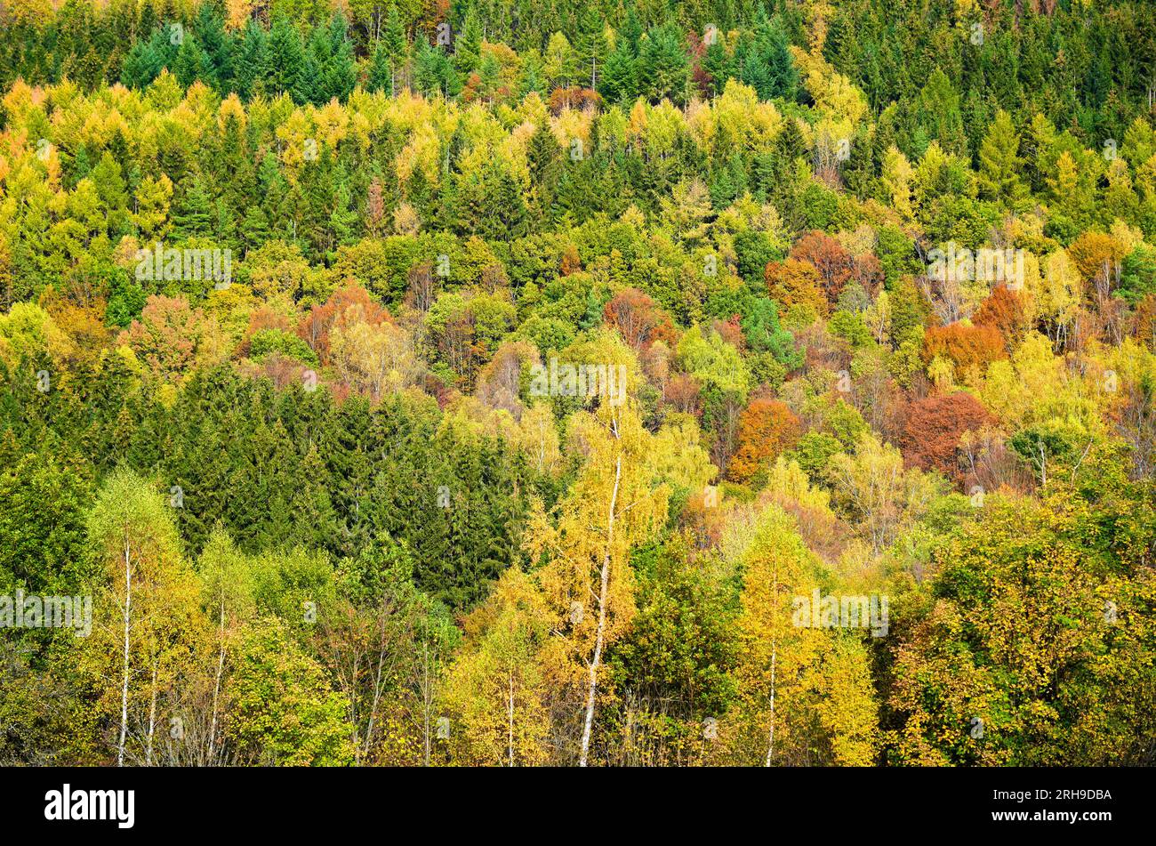 Vista sulla natura e sul Rhön vicino a Riedenberg. Foresta autunnale nella bassa catena montuosa. Foto Stock