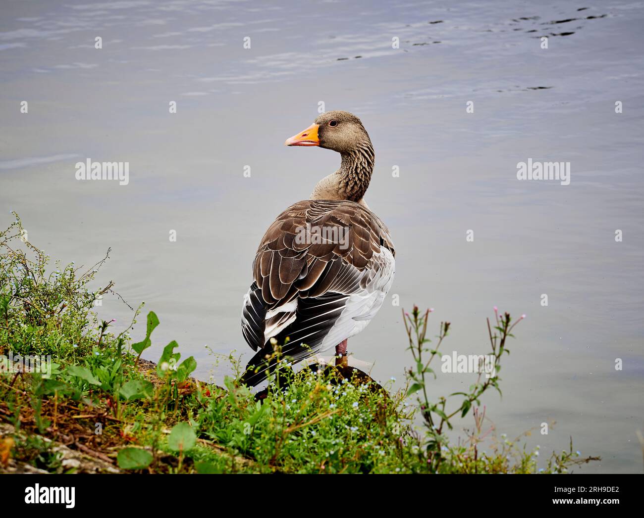 Grey Lag Goose su una riva del lago. Foto Stock