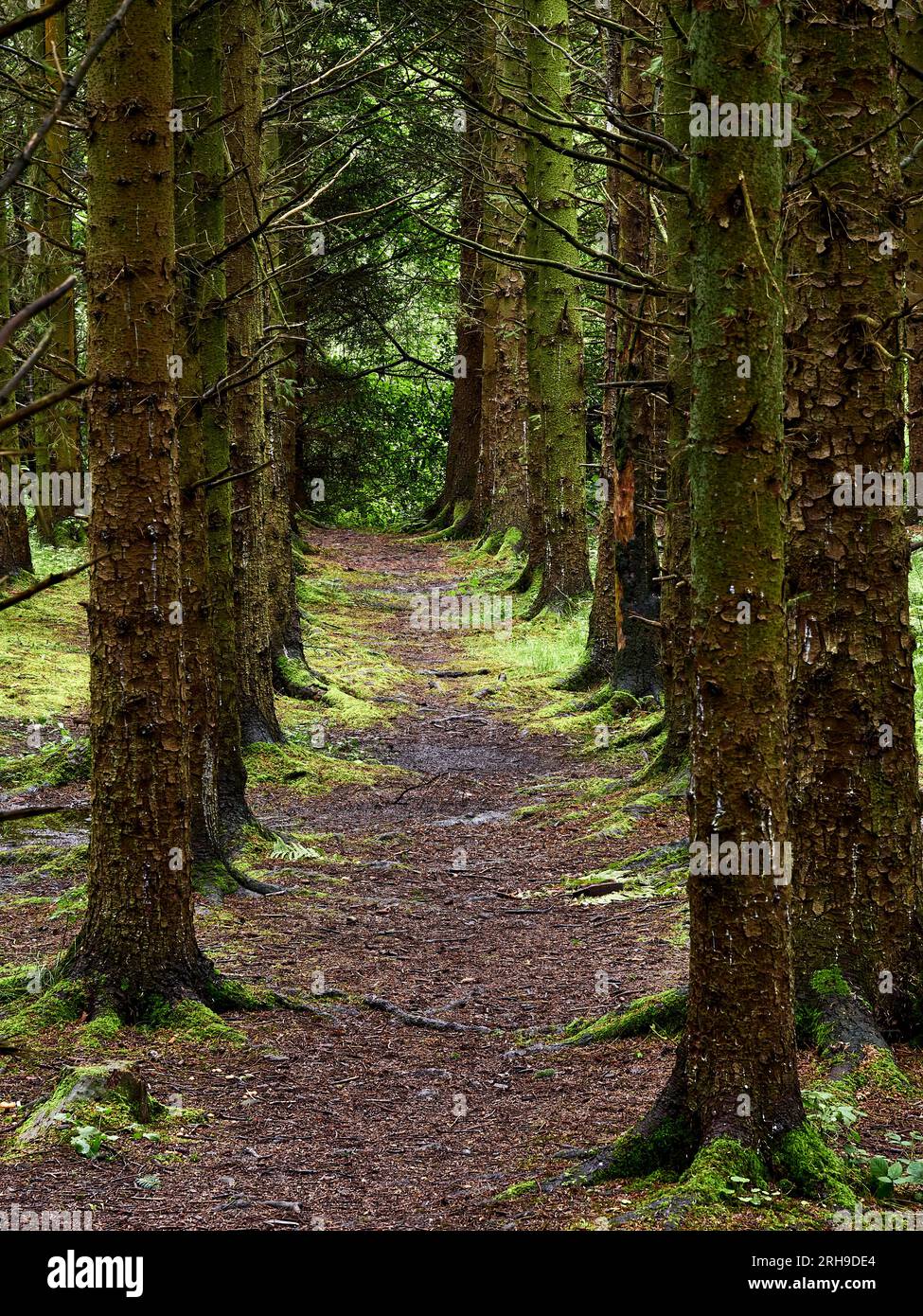 Passeggiata nei boschi alberati con luce estiva Foto Stock