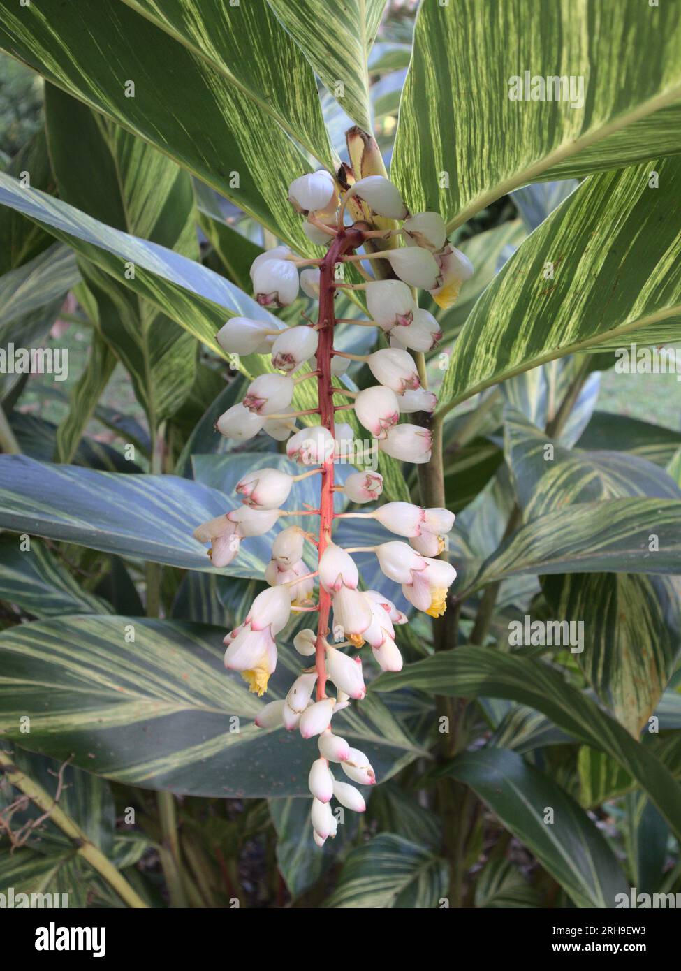 Alpinia zerumbet fiori variegati Foto Stock