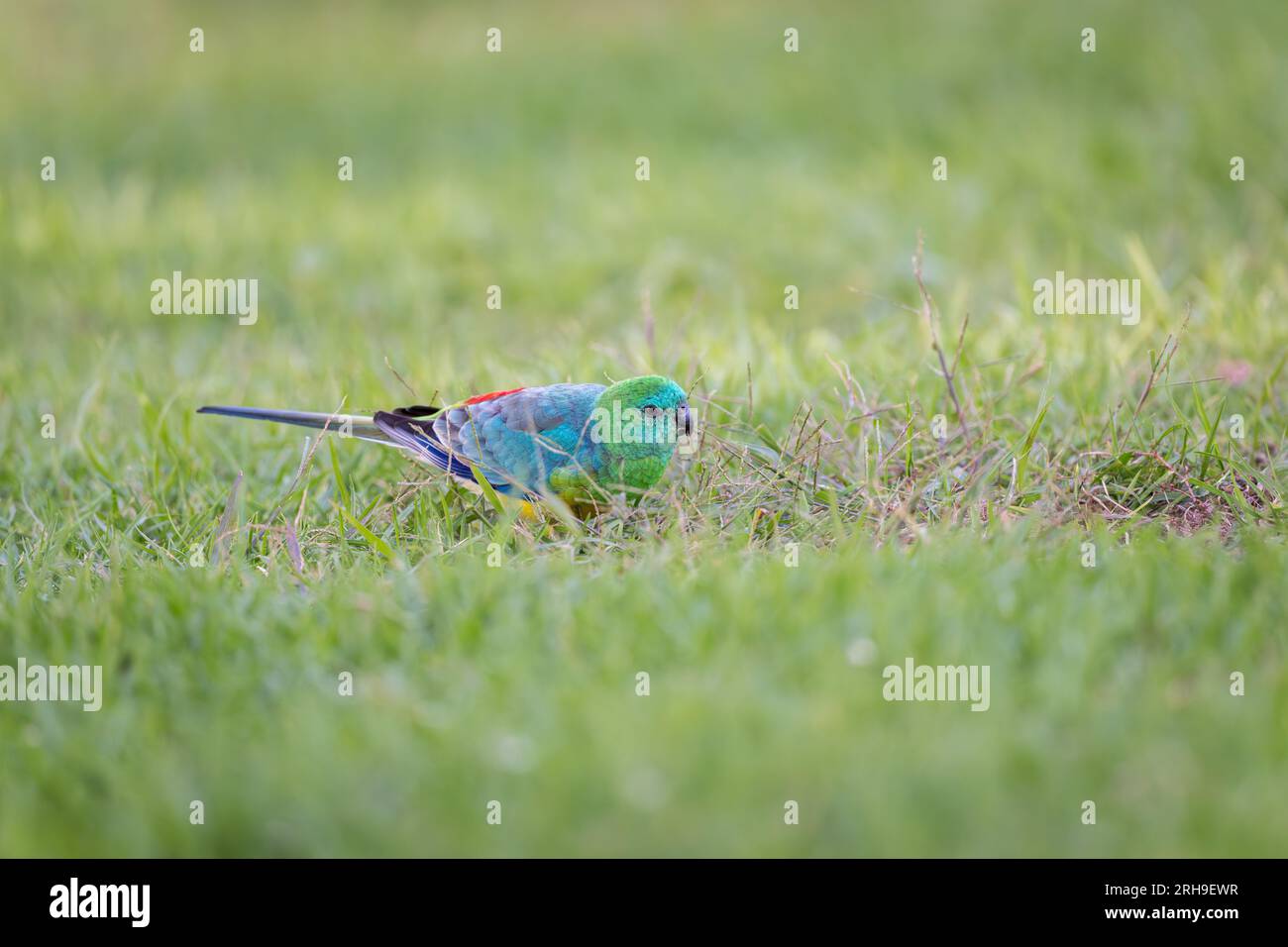 Un solo pappagallo di razza rossa che si alimenta attraverso un paddock verde e erboso fuori Dubbo, nel nuovo Galles del Sud, Australia. Foto Stock