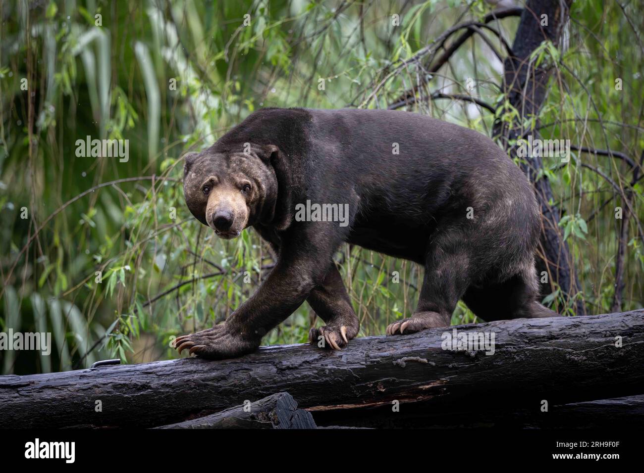 Un orso solitario (Helaarctos malaynus) sta camminando lungo un tronco della foresta guardando la telecamera mentre gira intorno Foto Stock
