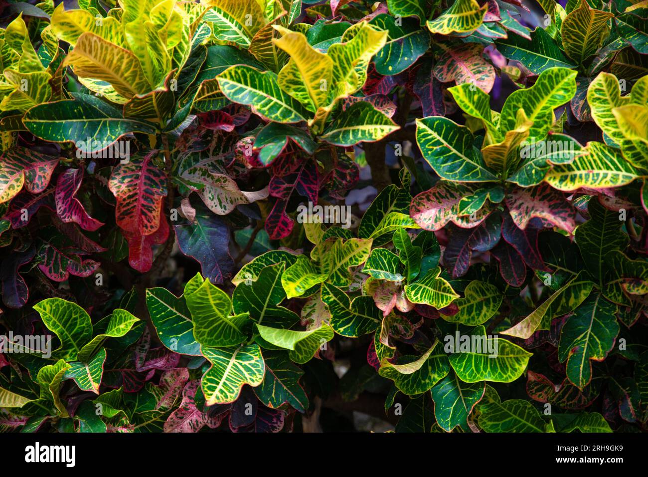 Pianta di Codiaeum variegatum (croton fuoco, croton giardino, o croton variegato) Foto Stock