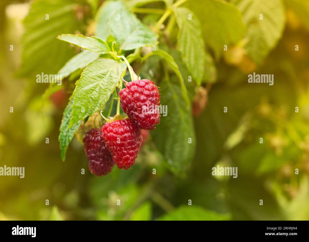 Lamponi maturi in giardino. Bacche dolci rosse che crescono sul cespuglio di lamponi nello spazio fotocopie del frutteto Foto Stock