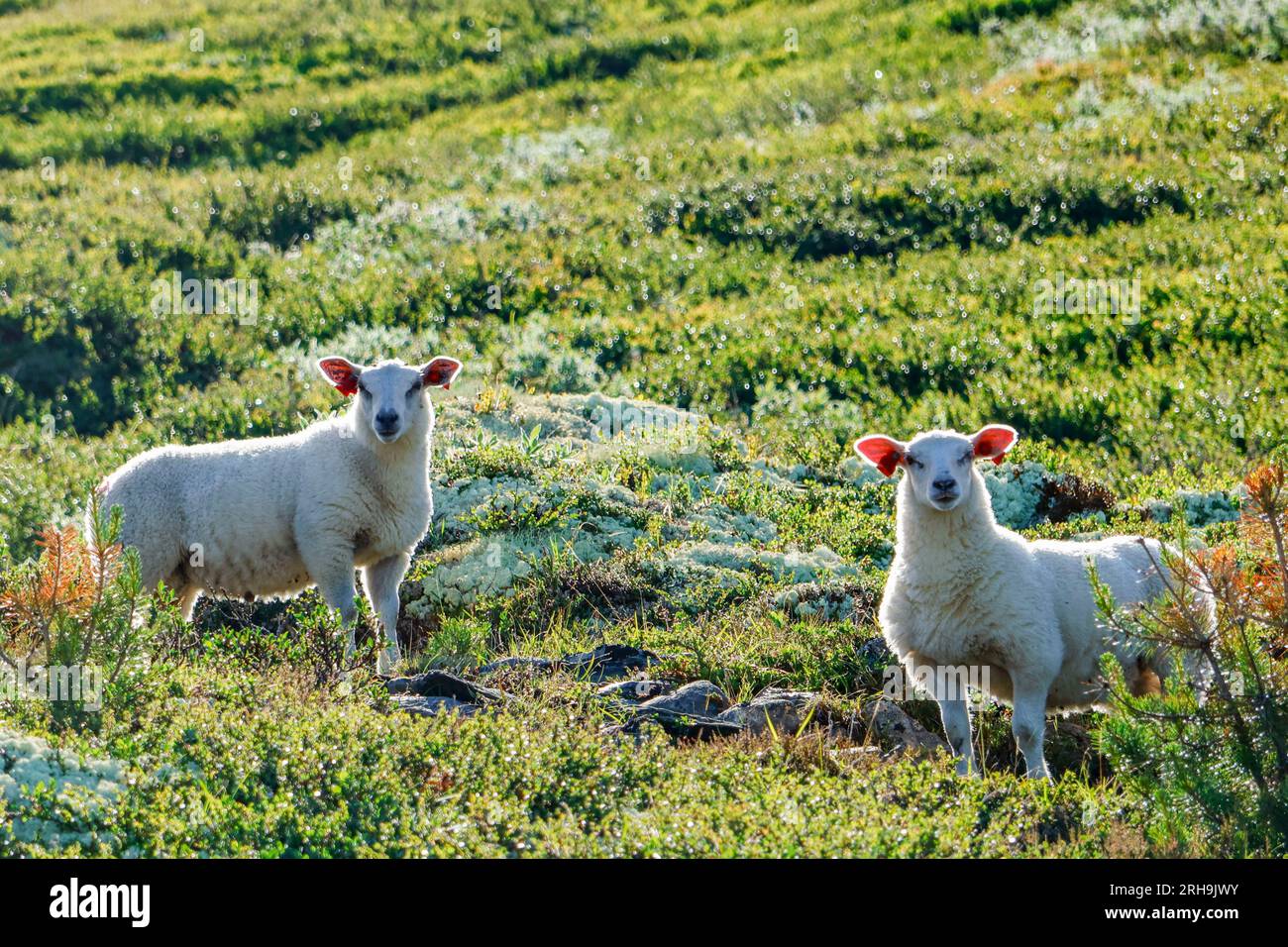 Vinstra 20230708.Lambs sui pascoli di montagna nel monte Soedorp a Gudbrandsdalen. Foto: Paul Kleiven / NTB Foto Stock