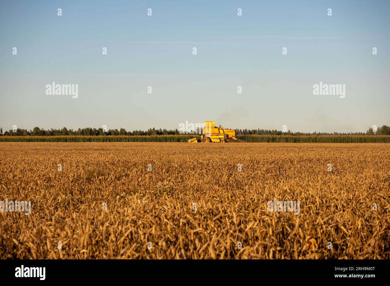 il lato di una mietitrebbia gialla sul campo durante le operazioni di trebbiatura Foto Stock