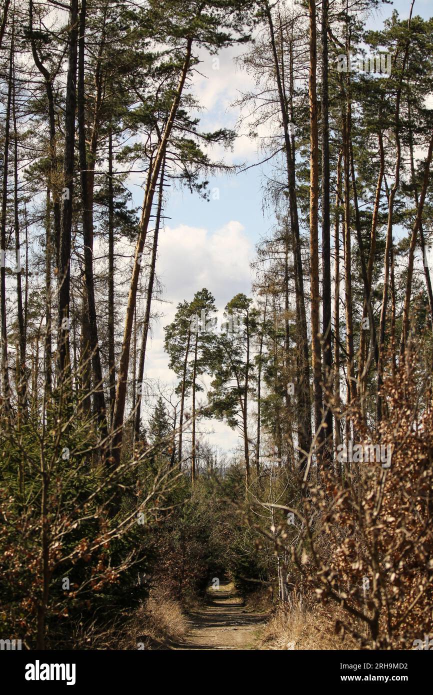 un paesaggio con una foresta con alberi alti Foto Stock