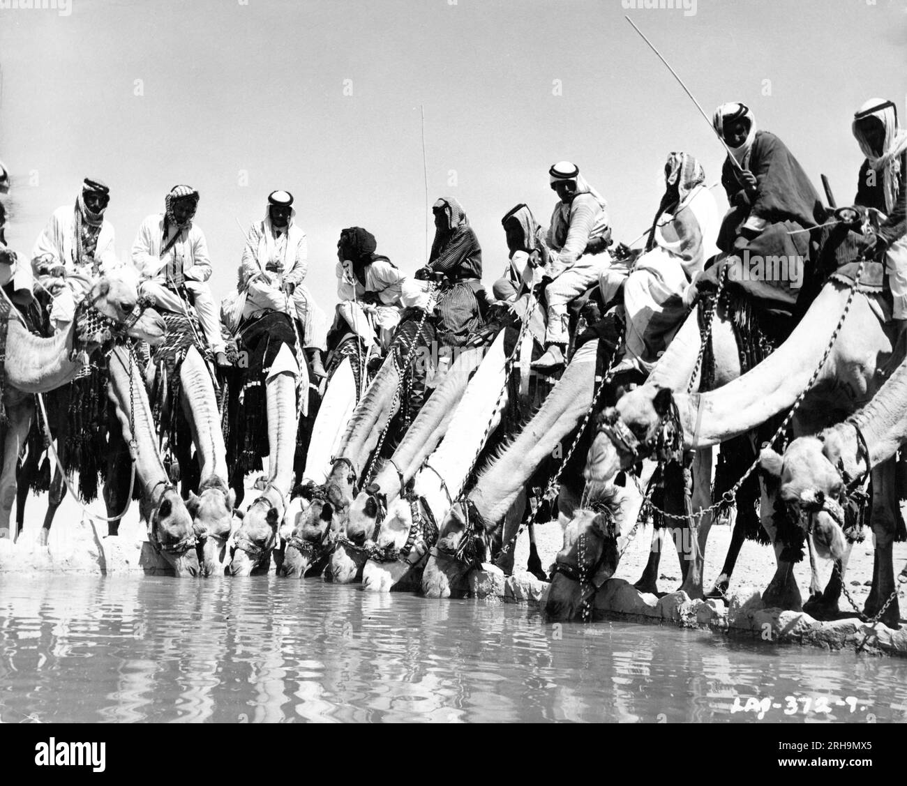 Arab Warriors montato su cammelli acqua potabile a Oasis in LAWRENCE D'ARABIA 1962 il regista DAVID LEAN LA sceneggiatura Robert Bolt e Michael Wilson musica Maurice Jarre produttore Sam Spiegel Horizon Pictures / Columbia Pictures Corporation Foto Stock