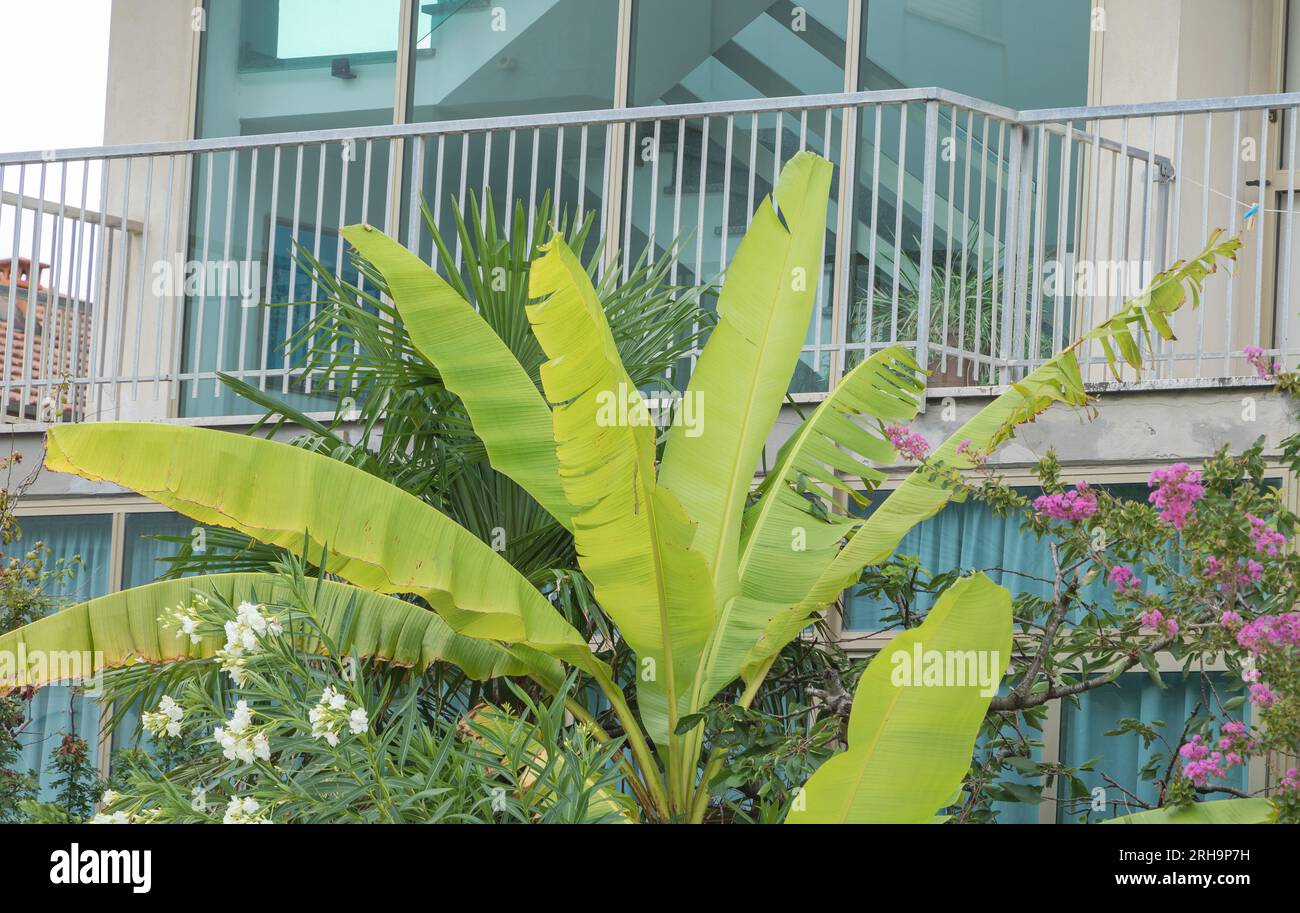 Banana Tree con foglie verdi davanti all'hotel - Musa basjoo Foto Stock