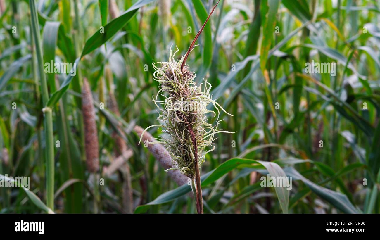 Orecchio di bajra o miglio danneggiato da bruco verde o insetti. Fattoria indiana di campagna Foto Stock