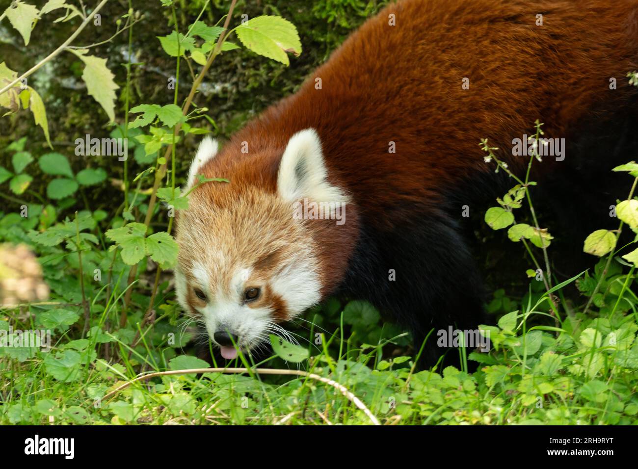 Zurigo, Svizzera, 3 agosto 2023 Panda Rossa o Ailurus fulgens fulgens in una giornata di sole allo zoo Foto Stock