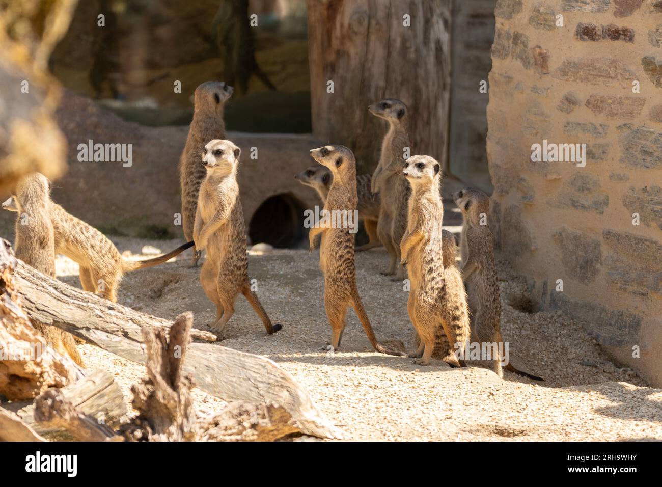 Zurigo, Svizzera, 3 agosto 2023 Meerkat o Suricata Suricatta in una giornata di sole allo zoo Foto Stock