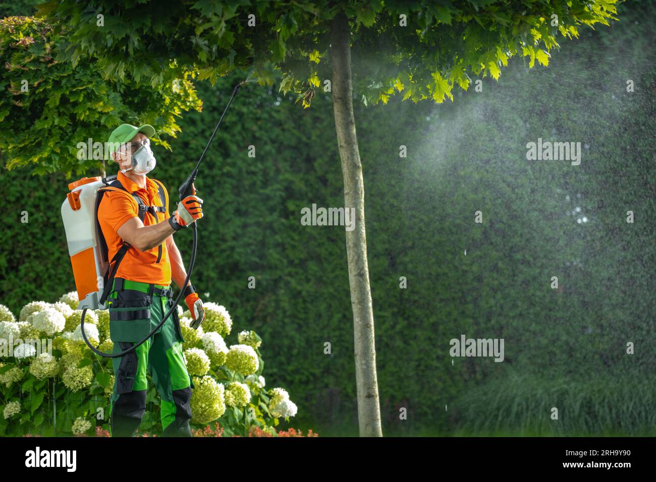 Giardiniere professionista che utilizza pesticidi, insetticidi o fungicida su un albero da giardino. Foto Stock