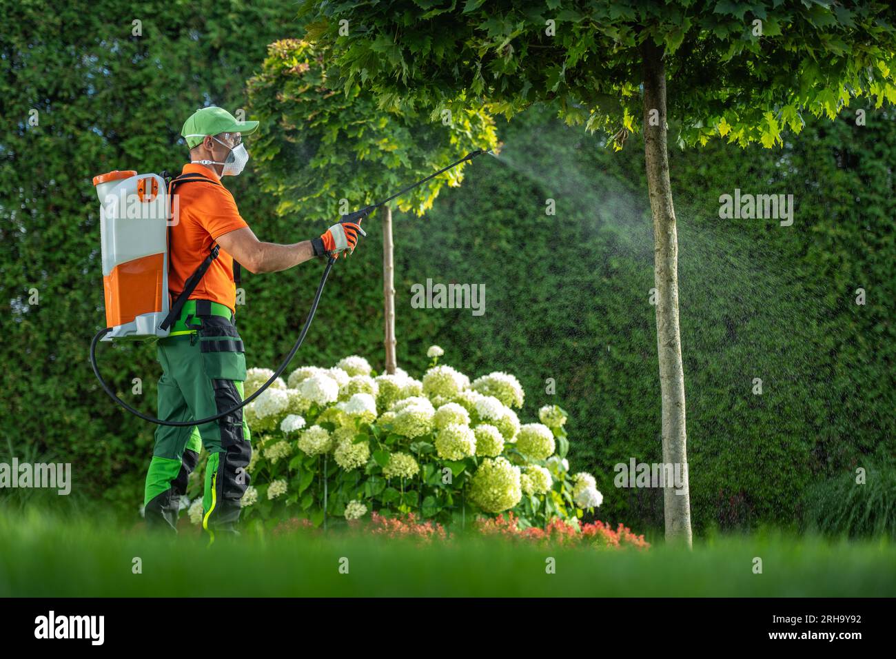 Insetticida o fungicida su un giardino alberi eseguita da guardiano caucasico Foto Stock