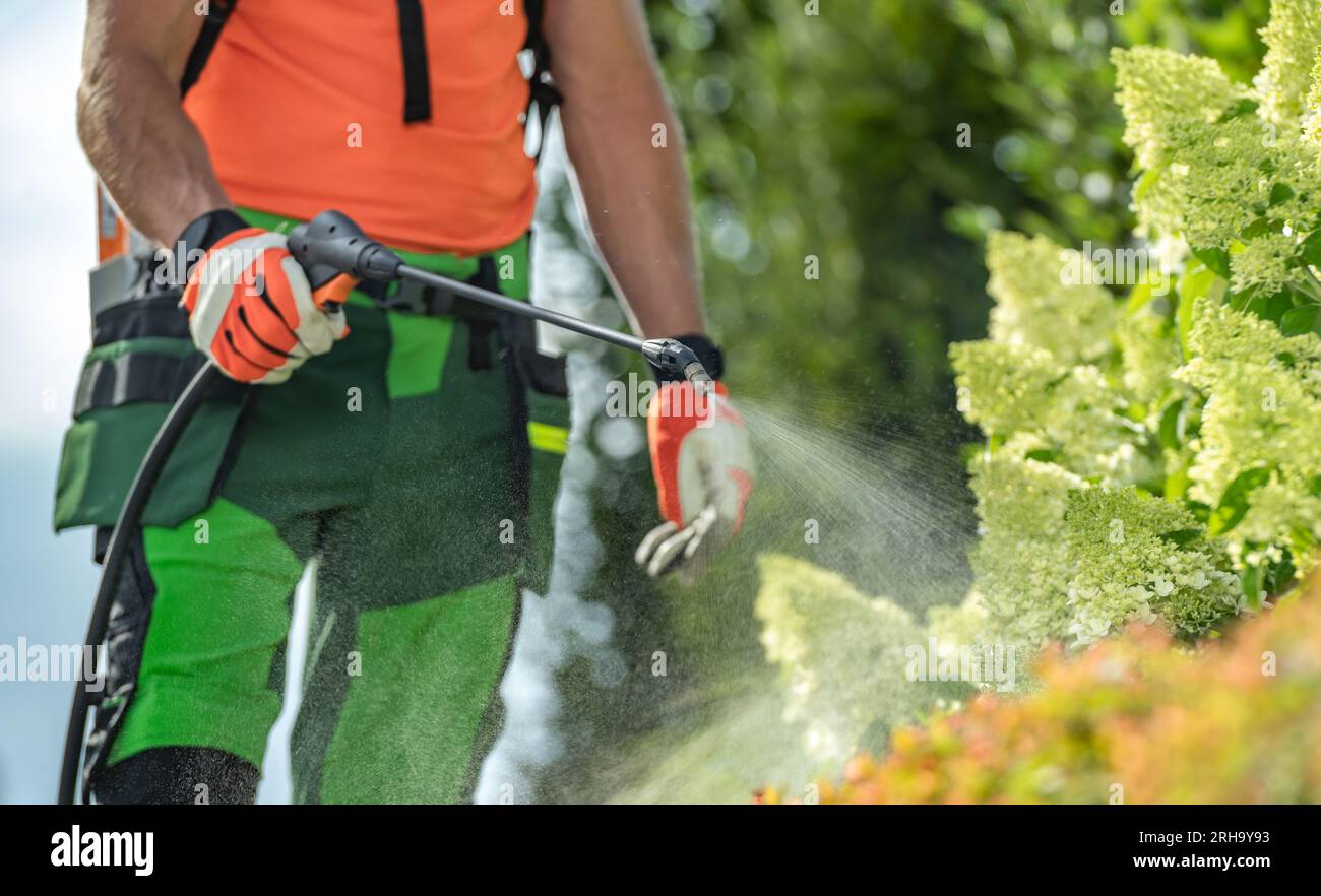 Insetticida e fungicida su piante da giardino utilizzando attrezzature professionali da giardino Foto Stock