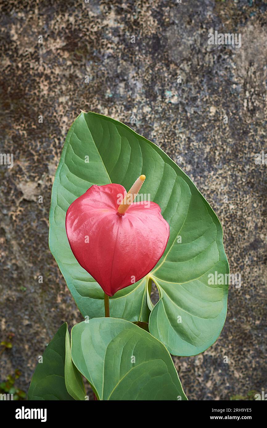 fiore rosso di anturio con foglie, anche noto come fiore di coda, flamenco e fiore di laceleaf, a forma di lacrima con spadix giallo isolato su sfondo testurizzato Foto Stock