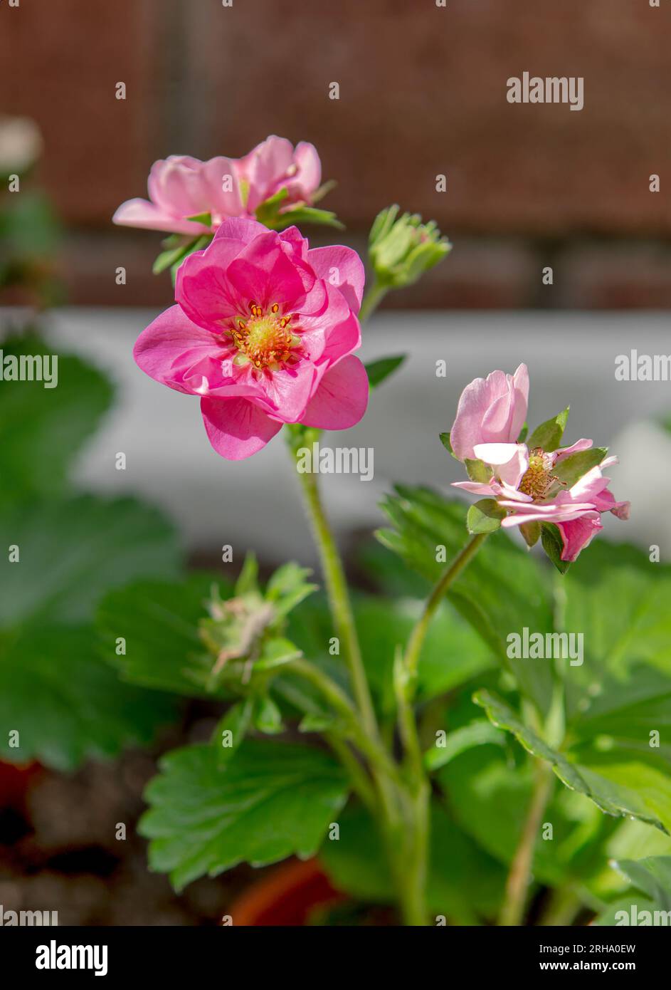 Bellissima pianta ornamentale di fragole rosa in fiore. Brezza estiva variegata. Foto Stock