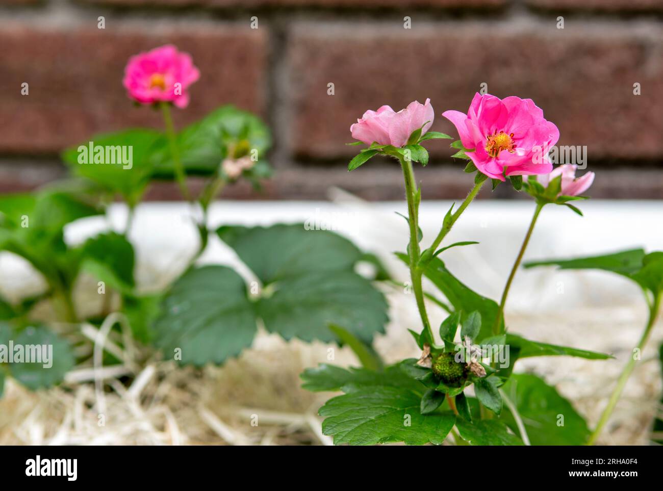 Bellissima pianta ornamentale di fragole rosa in fiore. Brezza estiva variegata. Foto Stock