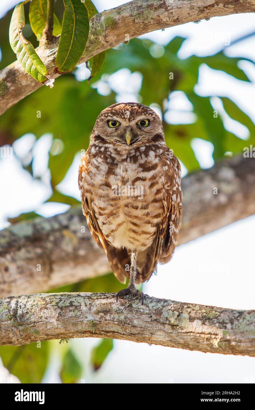 gufo seduto sull'albero Foto Stock