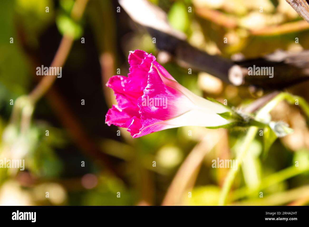 Uno splendido sfondo rosa di fiori di Ipomoea, all'aperto, giardino Foto Stock