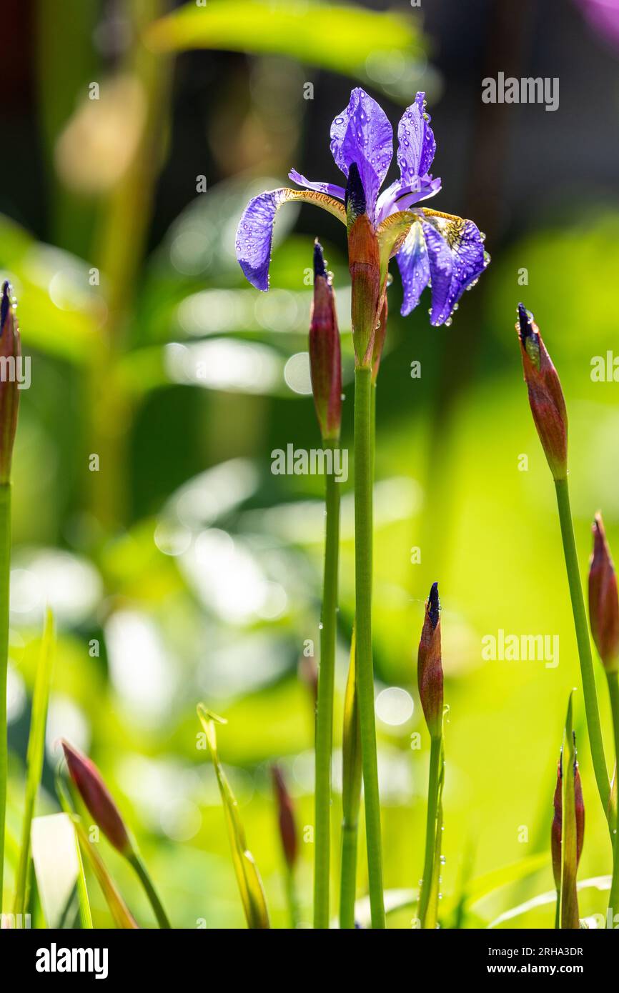 Close up di un blu fiore iris Foto Stock