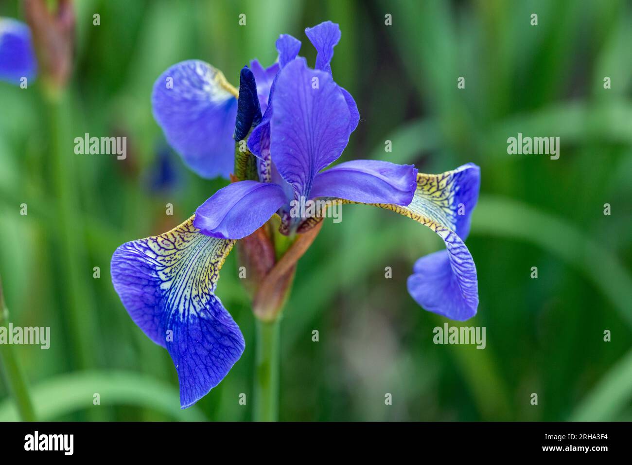 Close up di un blu fiore iris Foto Stock