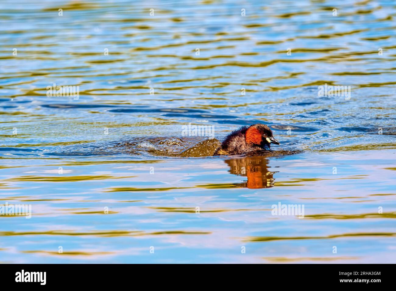Piccola Grebe ( Tachybaptus ruficollis } Foto Stock