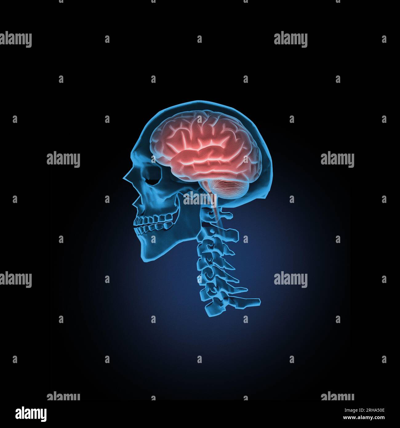 Illustrazione medica del cervello umano all'interno del cranio Foto Stock