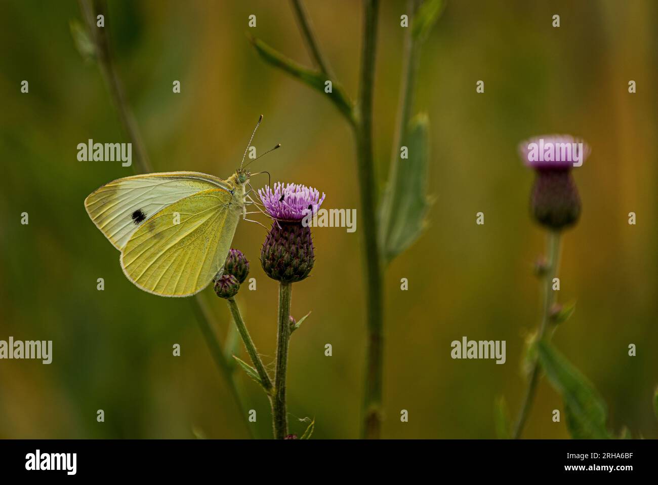 Primo piano di una piccola farfalla gialla Pieris Rapae su una pianta comune di Carduus Crispus. Foto Stock