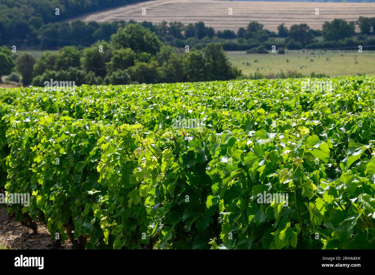 Vigneti di denominazione Pouilly-Fume, vinificazione di vino bianco secco ottenuto da uve sauvignon blanc, coltivate su diversi tipi di terreni, Francia Foto Stock