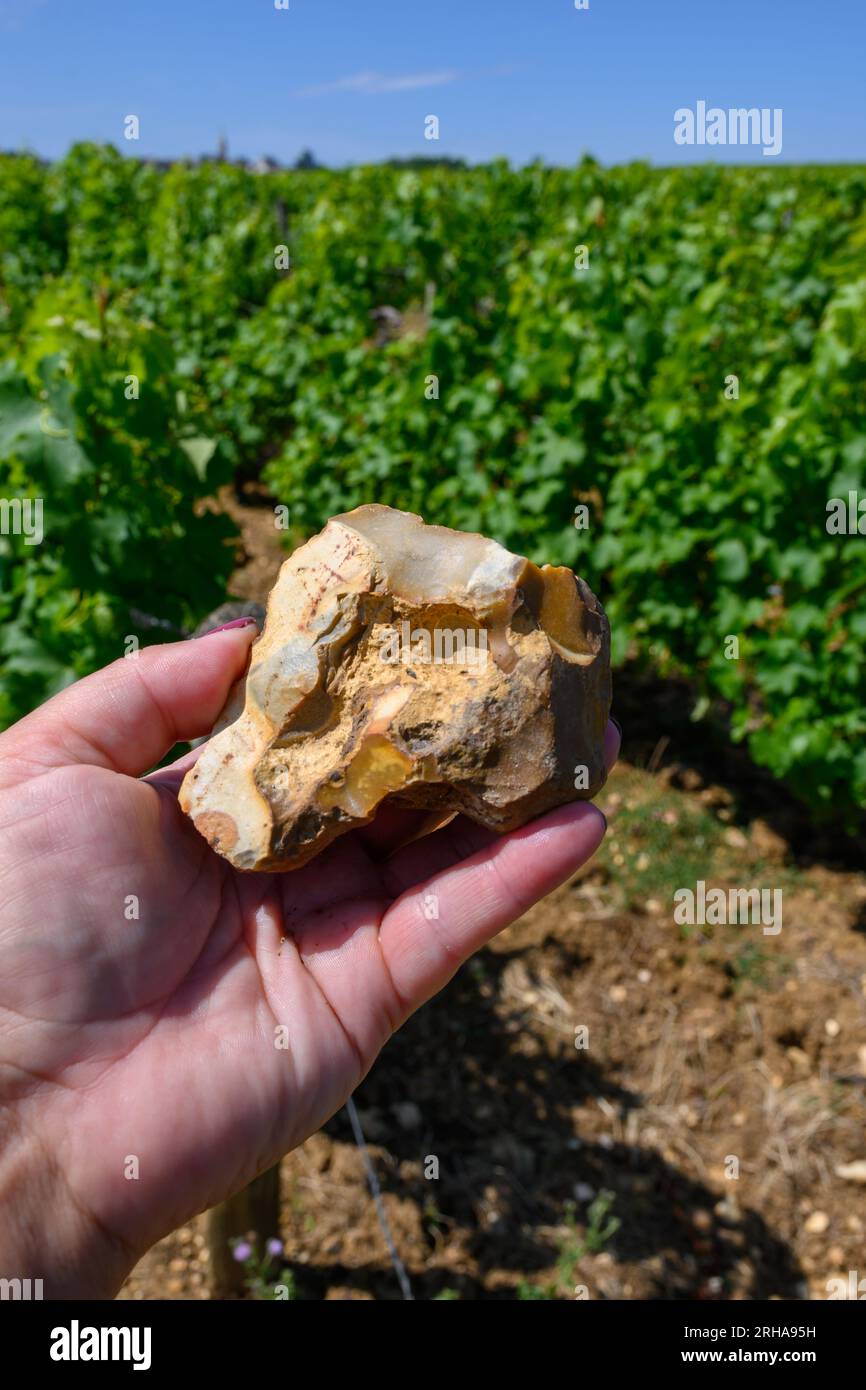 Campione di terreno, pietra focaia, vigneti di denominazione Pouilly-fumi, vinificazione di vino bianco secco da uve sauvignon blanc che crescono su diversi tipi di Foto Stock