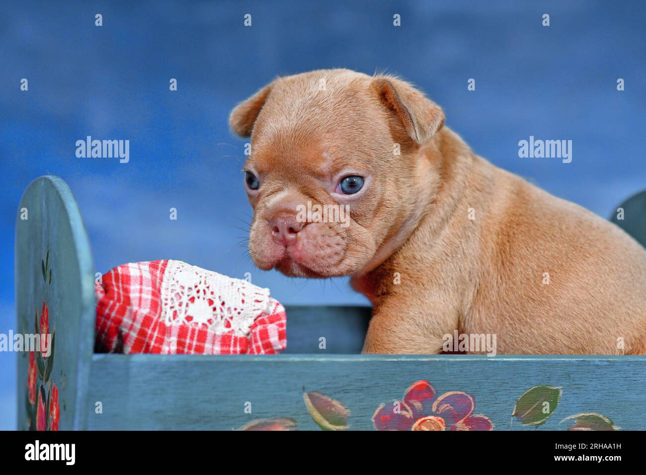 Cucciolo di cane Bulldog francese rosso Choco a letto di fronte a sfondo blu Foto Stock