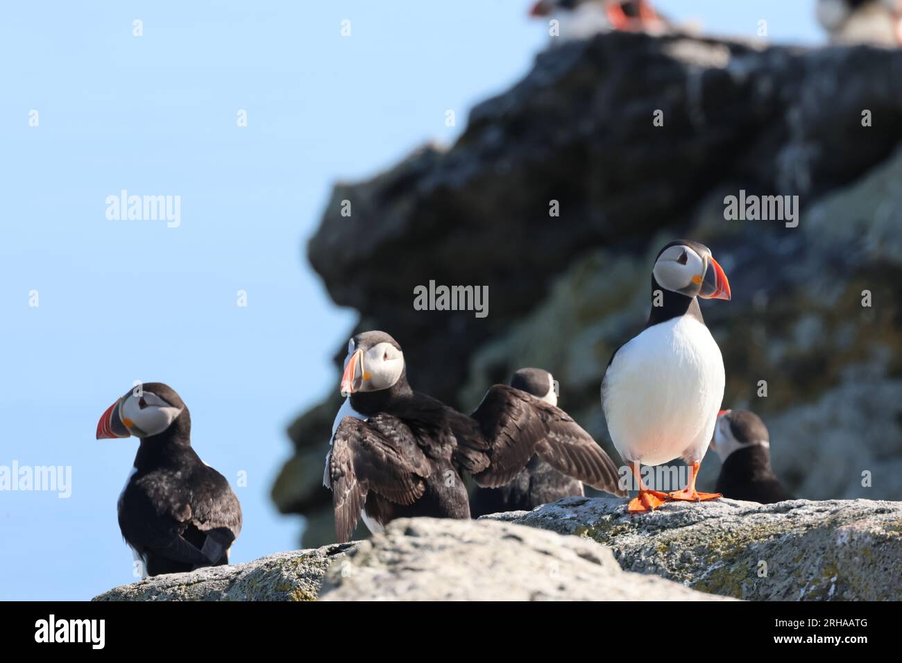 Puffins on Viggur Island, Isafjorder, Islanda, luglio 2023 Foto Stock