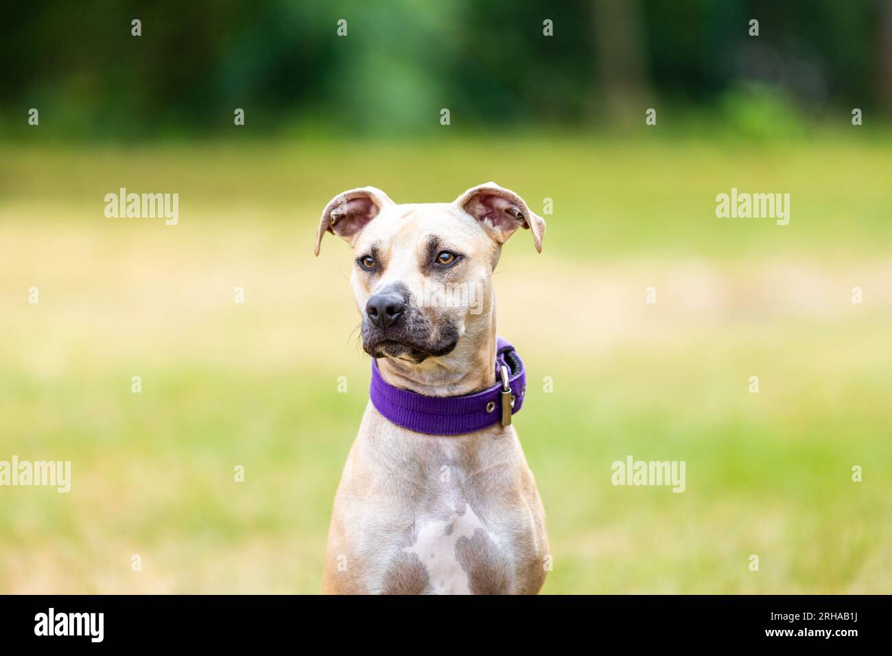 ritratto di un cucciolo di pitbull all'esterno, concetto di animale Foto Stock