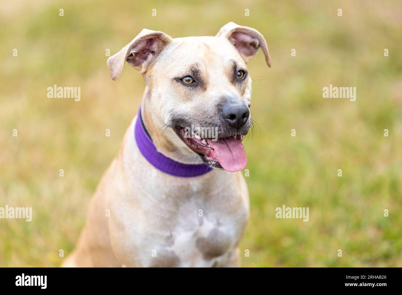 ritratto di un cucciolo di pitbull all'esterno, concetto di animale Foto Stock