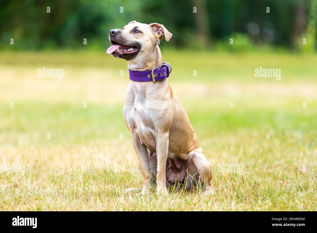 ritratto di un cucciolo di pitbull all'esterno, concetto di animale Foto Stock