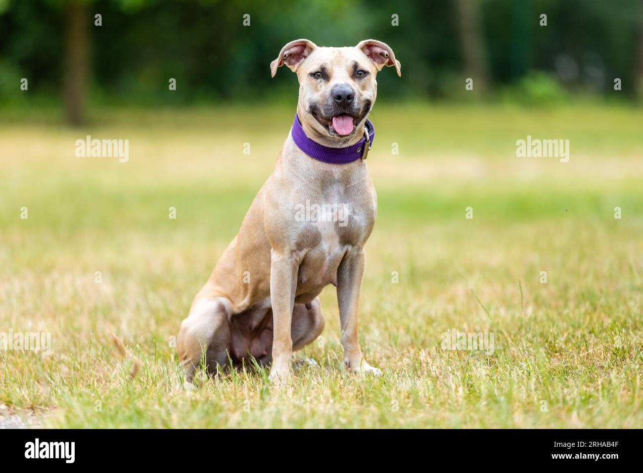 ritratto di un cucciolo di pitbull all'esterno, concetto di animale Foto Stock