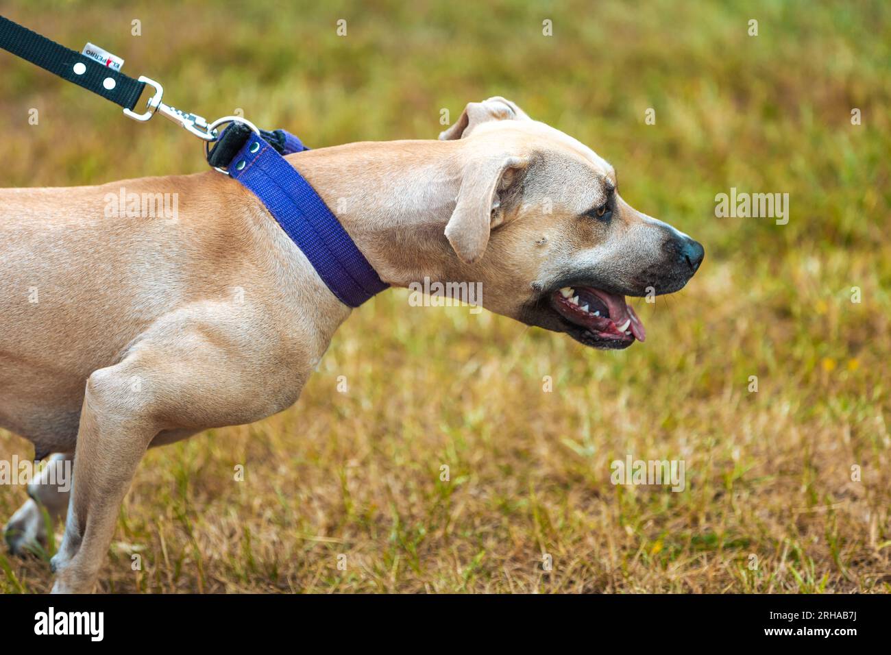 ritratto di un cucciolo di pitbull all'esterno, concetto di animale Foto Stock