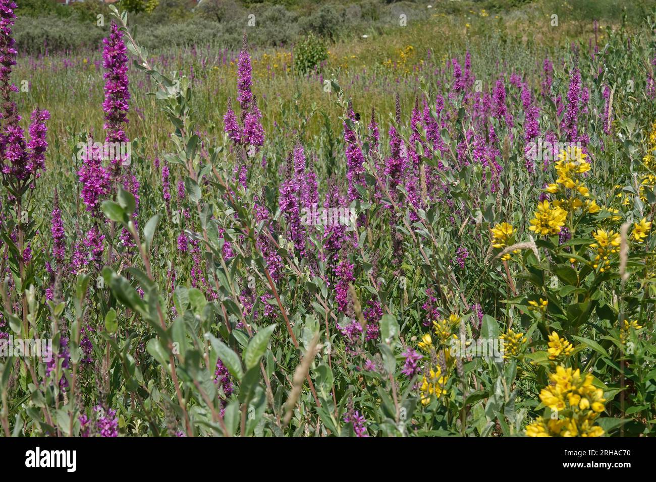 Paesaggio naturale colorato di fiori selvatici con aree verdi viola e gialle, Lythrum salicaria e Lysimachia vulgaris in un clima soleggiato Foto Stock