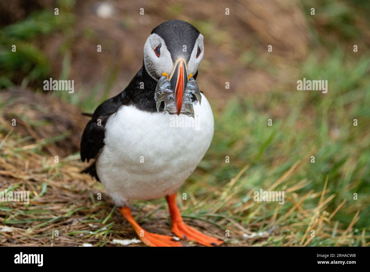 Grazioso ritratto di Puffin Atlantico in Islanda a Borgarfjörður eystri, con un boccone di pesce Foto Stock