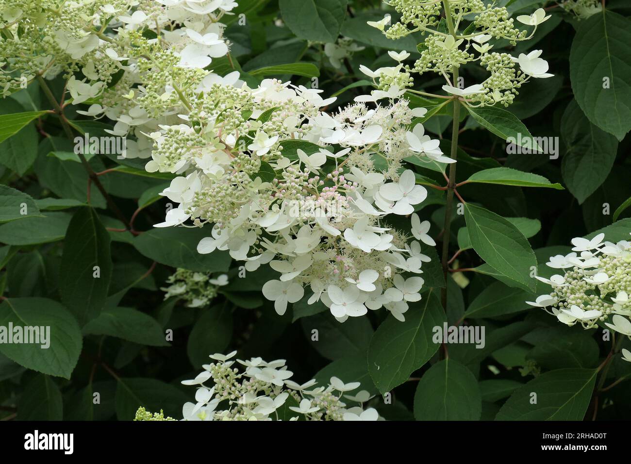 Primo piano del fiore bianco sciolto del fiorito perenne giardino estivo arbusto ortensia paniculata pizzo chantilly. Foto Stock