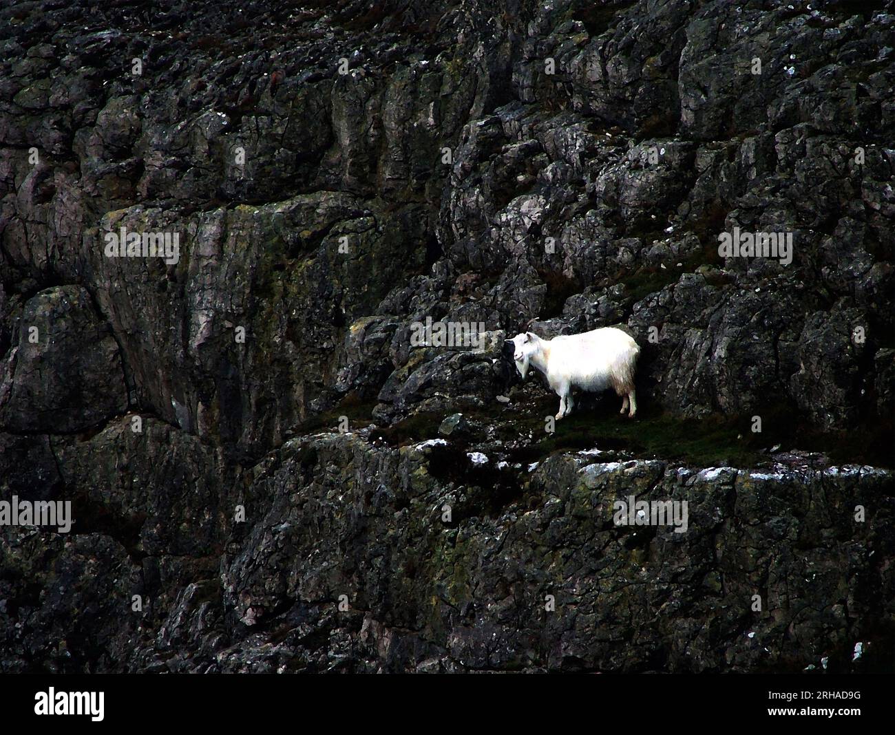 Spettacolare arte naturalistica, capra bianca contro la parete di roccia nera, capra di montagna gallese, capra del Kashmiri sul Great orme, Llandudno, Galles del Nord, Regno Unito Foto Stock