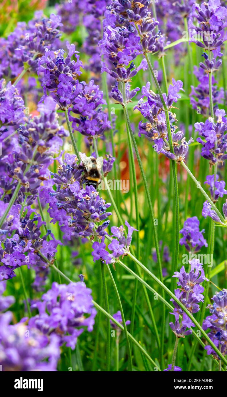 L'apicoltura che si nutre di polline di Lavandula, nome comune lavanda, è un genere di 47 specie note di piante da fiore della famiglia delle menta, le Lamiaceae. Foto Stock