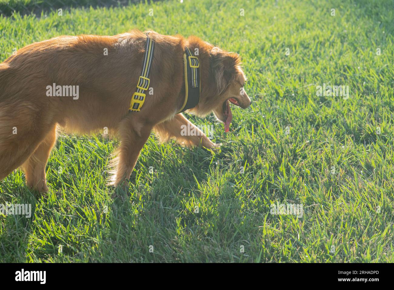 Cane all'aperto il giorno del sole Foto Stock